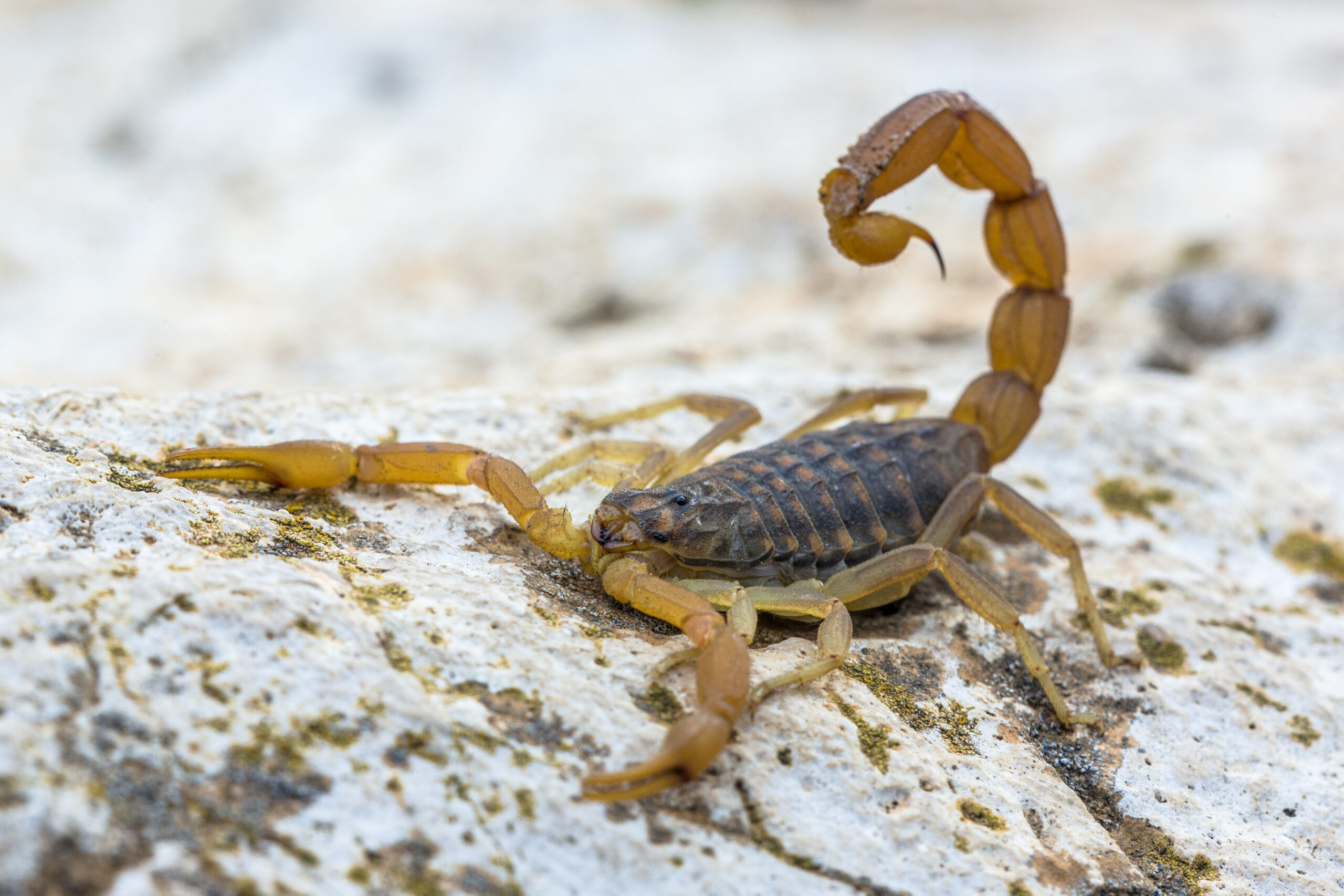 Identify and Control Scorpions